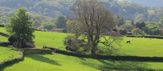 Ash tree in the countryside