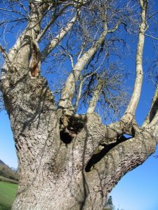 Veteran ash tree at Colyton Copyright Chris Woodruff