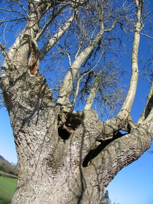 Ash trees in Devon and their importance Key facts